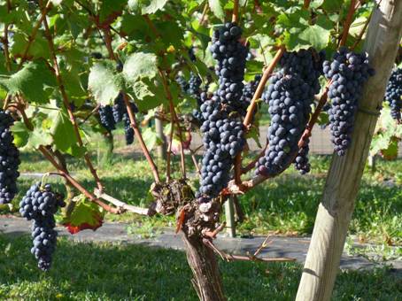 Vignes de Chartres