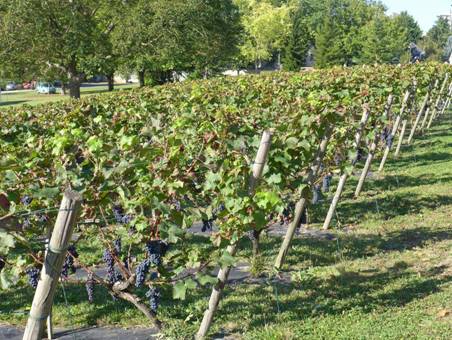 Vignes de Chartres