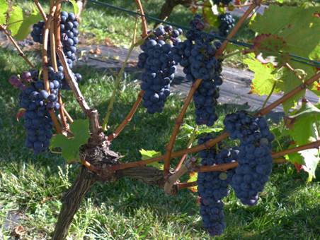 Vignes de Chartres